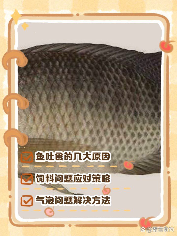 龍魚咬碎食物又吐出來是正常現象嗎？，龍魚吃東西又吐出來是怎么了