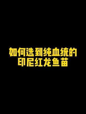 如何找到高清的紅龍魚視頻，如何找到紅龍魚視頻