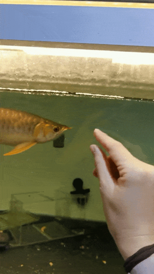 能提供幾張龍魚趴缸的圖片嗎，龍魚趴缸可以提供幾張圖片嗎龍魚趴缸多久會(huì)恢復(fù)活力