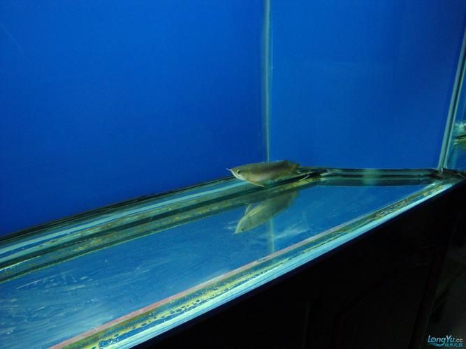 能提供幾張龍魚趴缸的圖片嗎，龍魚趴缸可以提供幾張圖片嗎龍魚趴缸多久會(huì)恢復(fù)活力