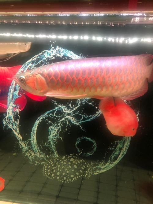 能提供幾張龍魚趴缸的圖片嗎，龍魚趴缸可以提供幾張圖片嗎龍魚趴缸多久會(huì)恢復(fù)活力