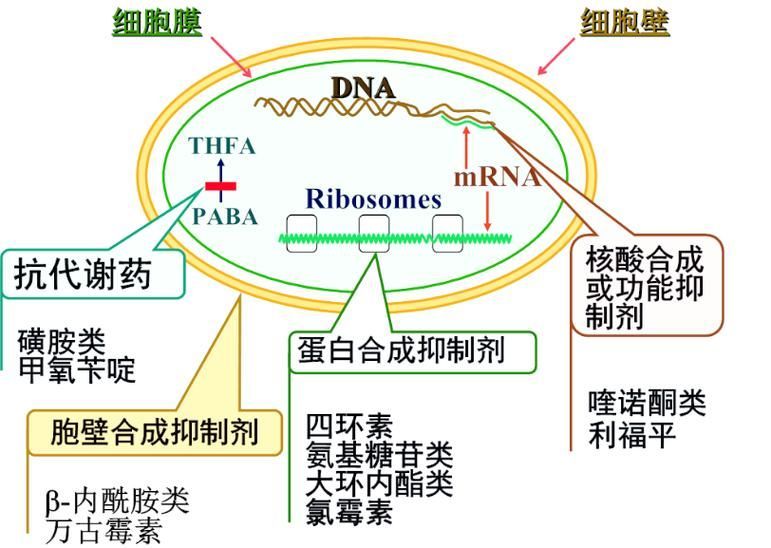 如何判斷甲硝唑是否有效，如何判斷甲硝唑是否有效，