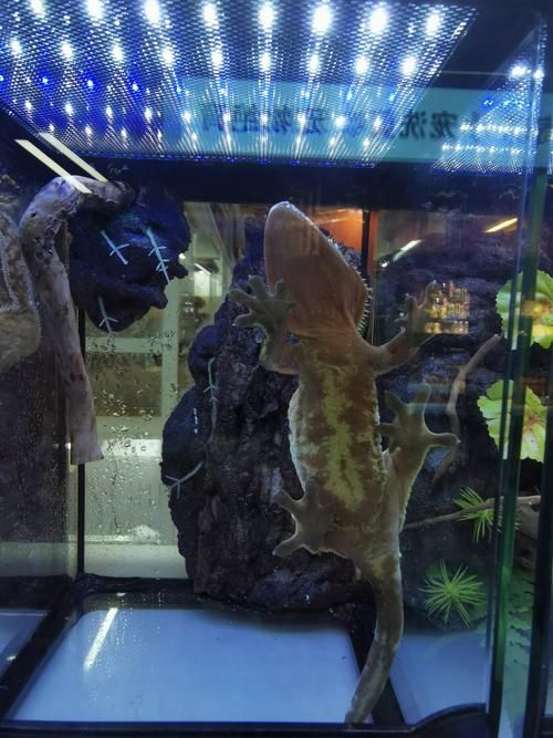 如何判斷黑鱗龍魚是否認(rèn)主
