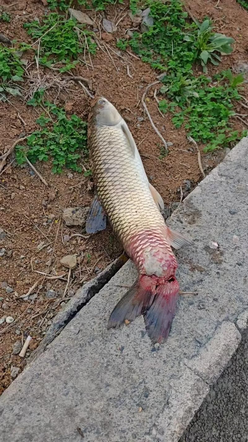 如何判斷龍魚嘴部損傷的嚴(yán)重程度？，如何判斷龍魚嘴部損傷
