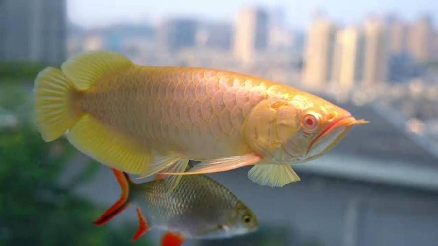 白子龍魚的市場價格是多少？，白子龍魚市場價格是多少白子龍魚的飼養方法是什么