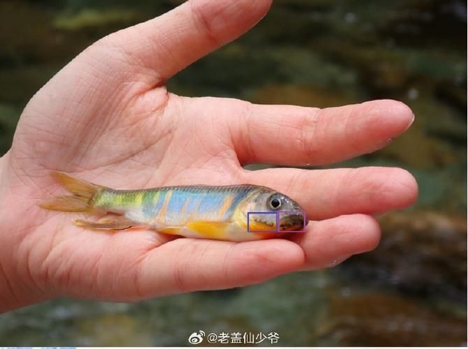 如何挑選大日玉鯖的親魚？，大日玉鯖親魚挑選大日玉鯖的親魚挑選標準與配圖