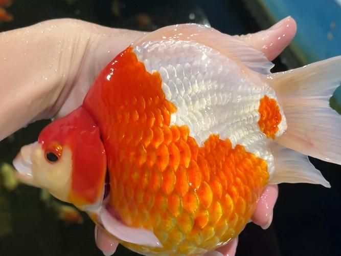 如何挑選大日玉鯖的親魚？，大日玉鯖親魚挑選大日玉鯖的親魚挑選標準與配圖
