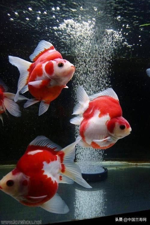如何挑選大日玉鯖的親魚？，大日玉鯖親魚挑選大日玉鯖的親魚挑選標準與配圖
