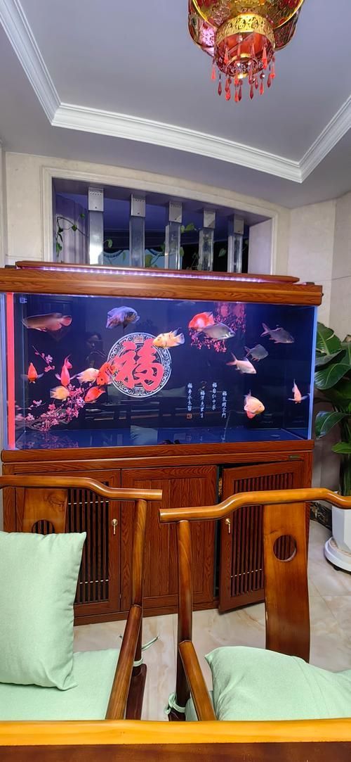 過背金龍魚缸背景貼紙推薦，過背金龍魚各階段背景色切換的詳細時間表和購買清單