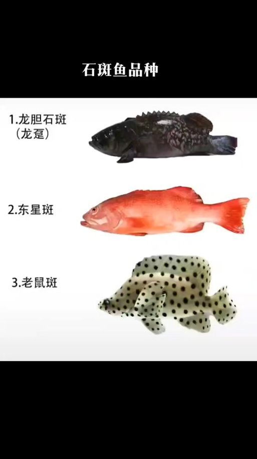 龍躉魚和龍魚有什么區別？，龍躉魚與龍魚的區別