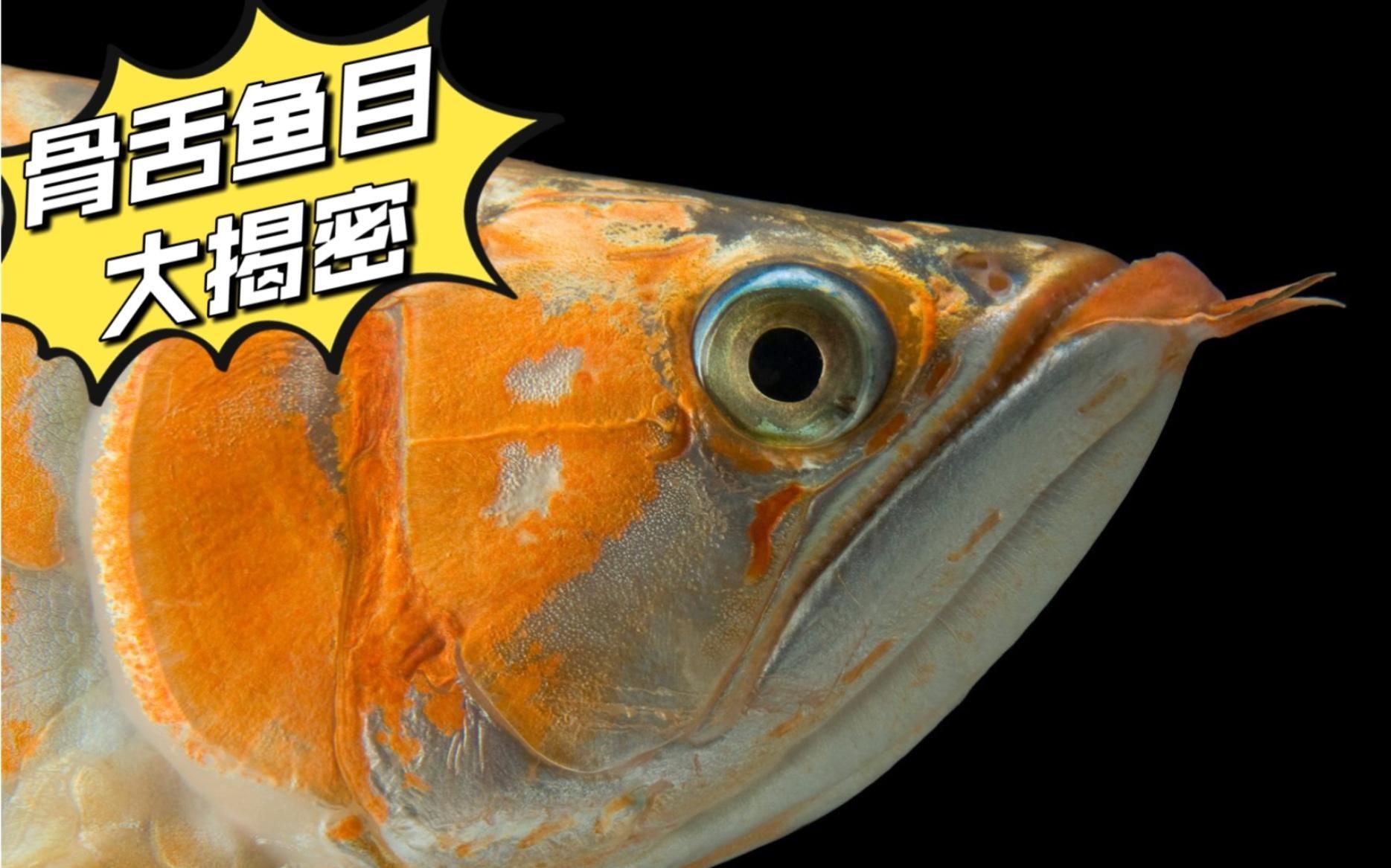 阿克塞龍魚是什么魚？，“阿克塞龍魚”是什么魚？