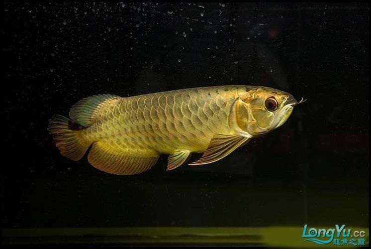 最貴的金龍魚有圖片嗎，最貴的金龍魚有圖片嗎金頭金龍魚的壽命有多長