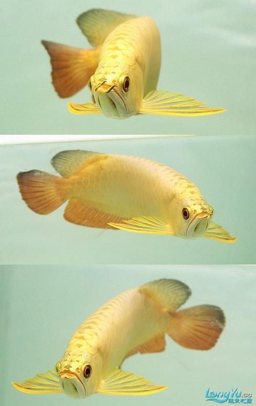 最貴的金龍魚有圖片嗎，最貴的金龍魚有圖片嗎金頭金龍魚的壽命有多長