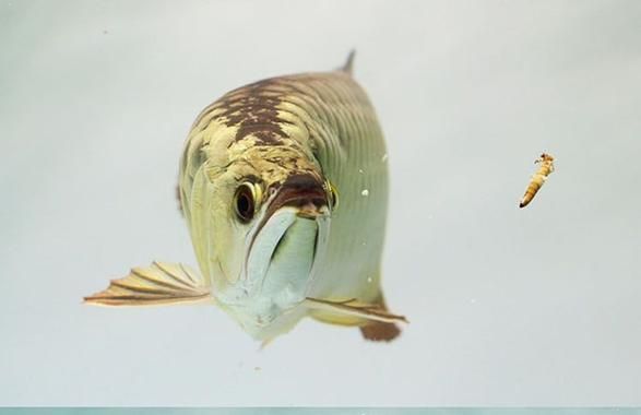 最貴的金龍魚有圖片嗎，最貴的金龍魚有圖片嗎金頭金龍魚的壽命有多長