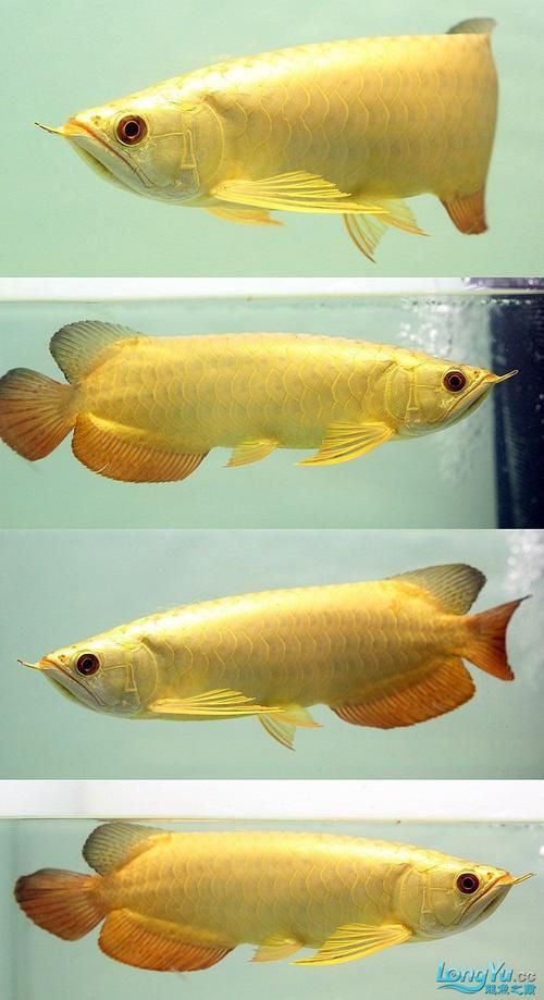 最貴的金龍魚有圖片嗎，最貴的金龍魚有圖片嗎金頭金龍魚的壽命有多長