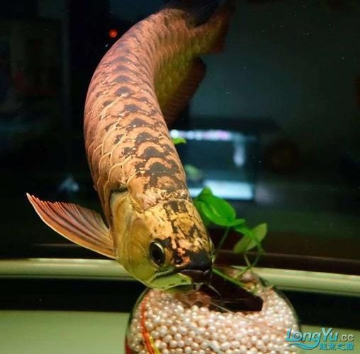 最貴的金龍魚有圖片嗎，最貴的金龍魚有圖片嗎金頭金龍魚的壽命有多長