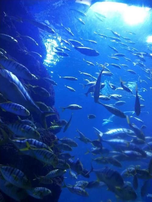 西安還有哪些水族館推薦？，西安最受歡迎、口碑最佳的幾大水族館和水族館推薦
