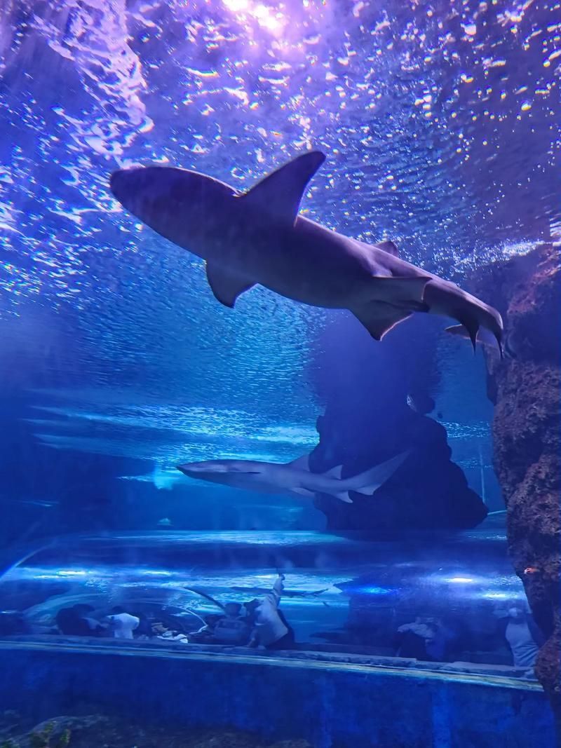 西安還有哪些水族館推薦？，西安最受歡迎、口碑最佳的幾大水族館和水族館推薦