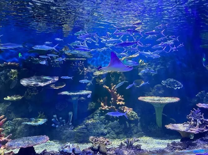 西安還有哪些水族館推薦？，西安最受歡迎、口碑最佳的幾大水族館和水族館推薦