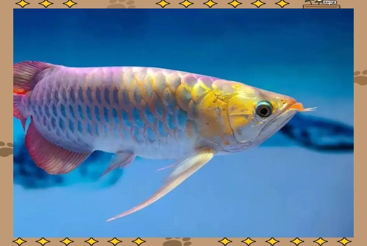 瀚幻旗艦店的藍底過背金龍魚評價如何？，瀚幻旗艦店的藍底過背金龍魚評價如何
