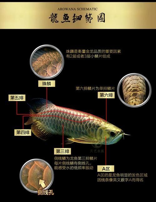 如何判斷七彩銀龍魚的品相，判斷七彩銀龍魚的品相是否適合七彩銀龍魚的品相