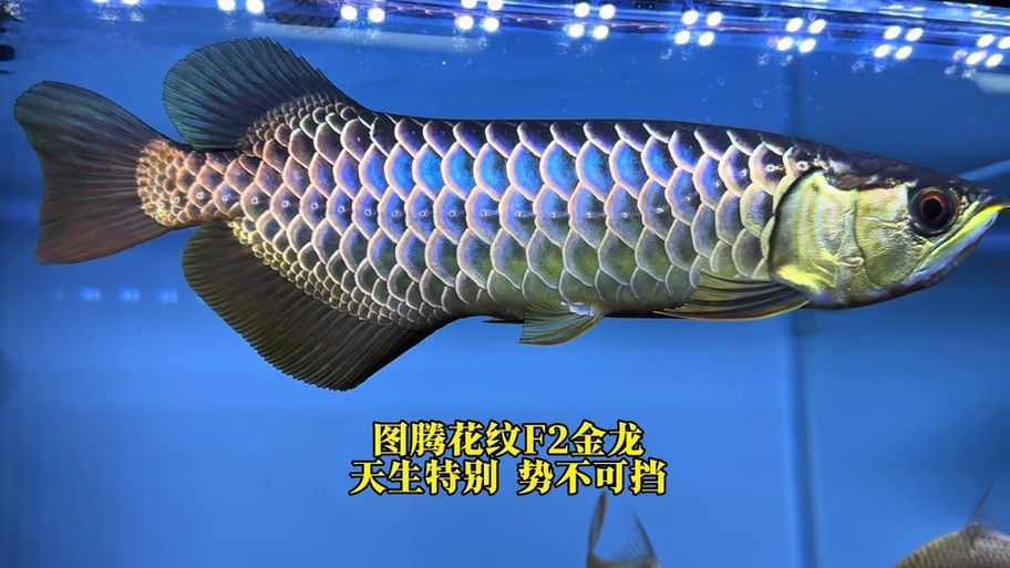 圖騰金龍魚的價格是多少？，圖騰金龍魚市場價格走勢如何辨別圖騰金龍魚的真偽
