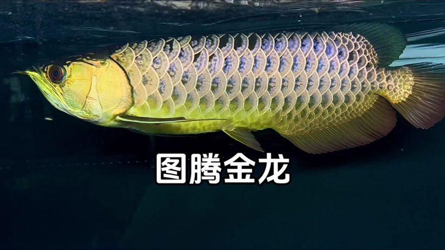 圖騰金龍魚的價格是多少？，圖騰金龍魚市場價格走勢如何辨別圖騰金龍魚的真偽
