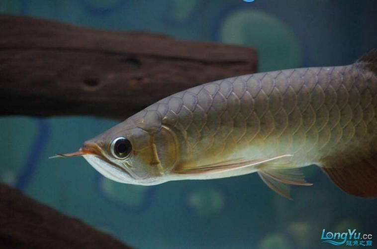 李亞四龍魚有哪些特色品種？，李亞四龍魚有哪些特點？