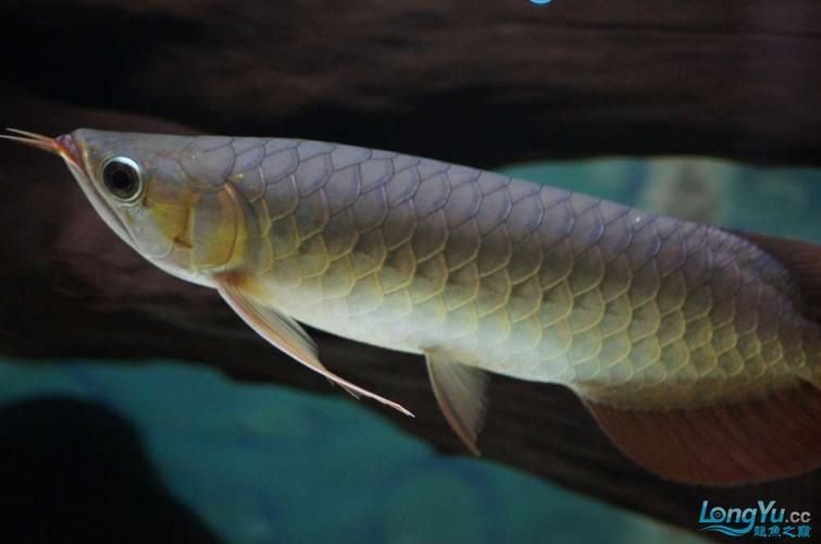 李亞四龍魚有哪些特色品種？，李亞四龍魚有哪些特點？