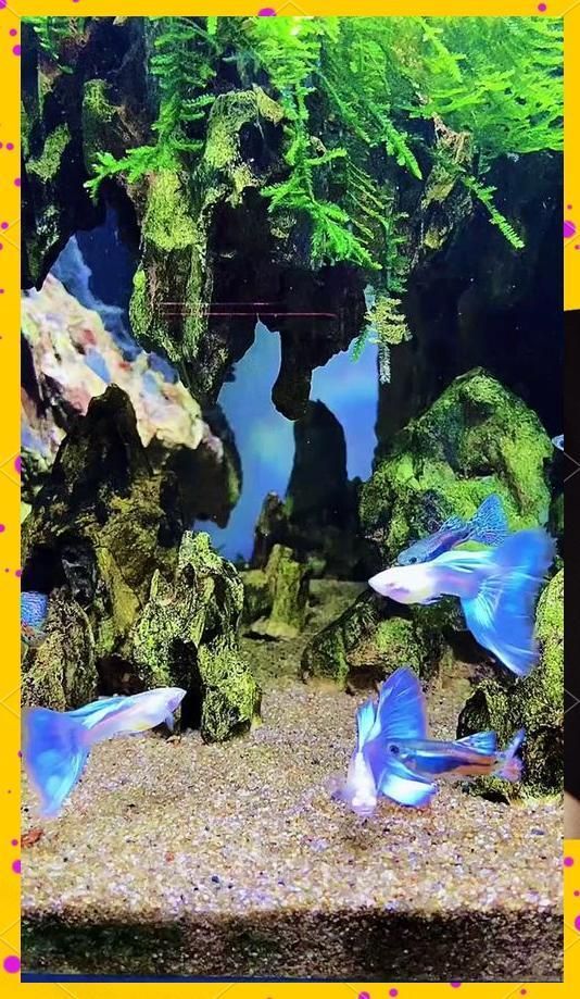 養孔雀魚有哪些禁忌，養孔雀魚時，有一些禁忌需要特別注意
