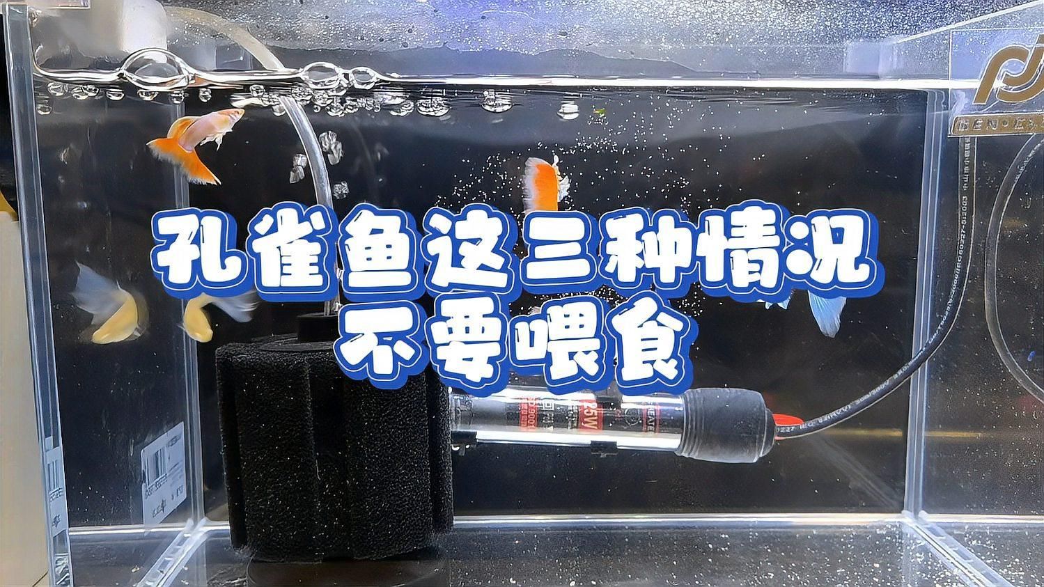養孔雀魚有哪些禁忌，養孔雀魚時，有一些禁忌需要特別注意