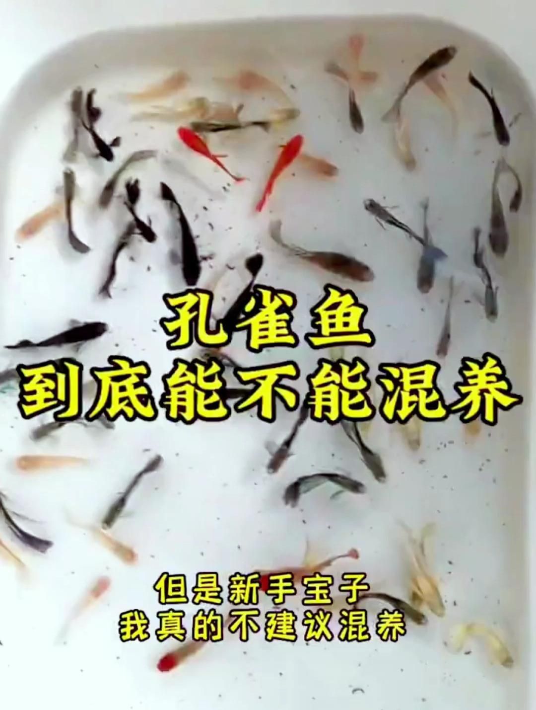 孔雀魚混養中常見的問題有哪些，孔雀魚可以混養嗎