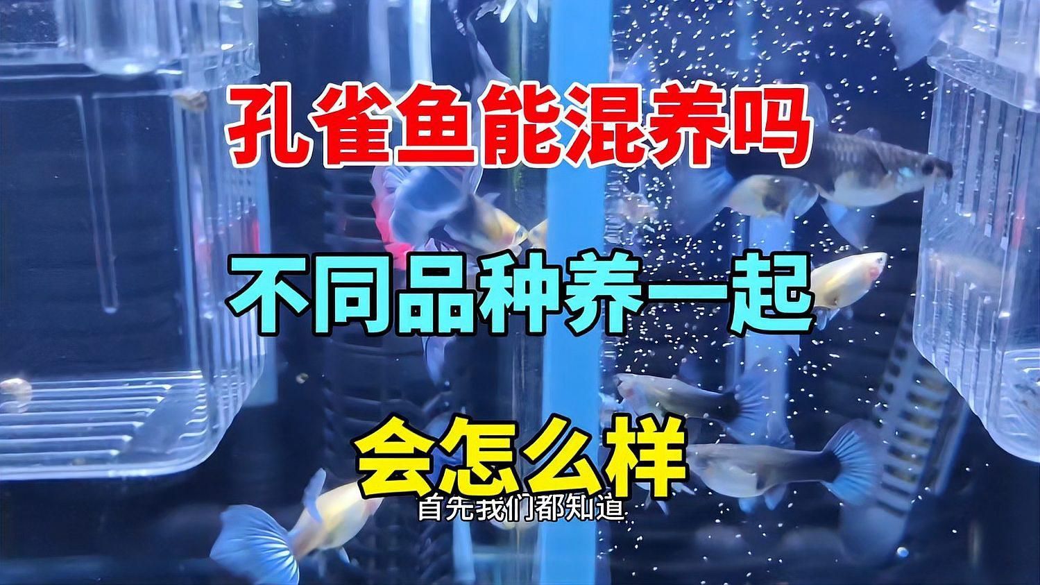 孔雀魚混養中常見的問題有哪些，孔雀魚可以混養嗎
