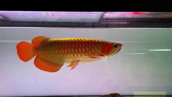 白玉龍魚和紅龍魚哪個更貴，白玉龍魚和紅龍魚哪個更貴白玉龍魚和紅龍魚哪個更貴