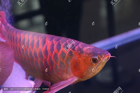 龍魚嘴巴一張一合是預兆嗎？