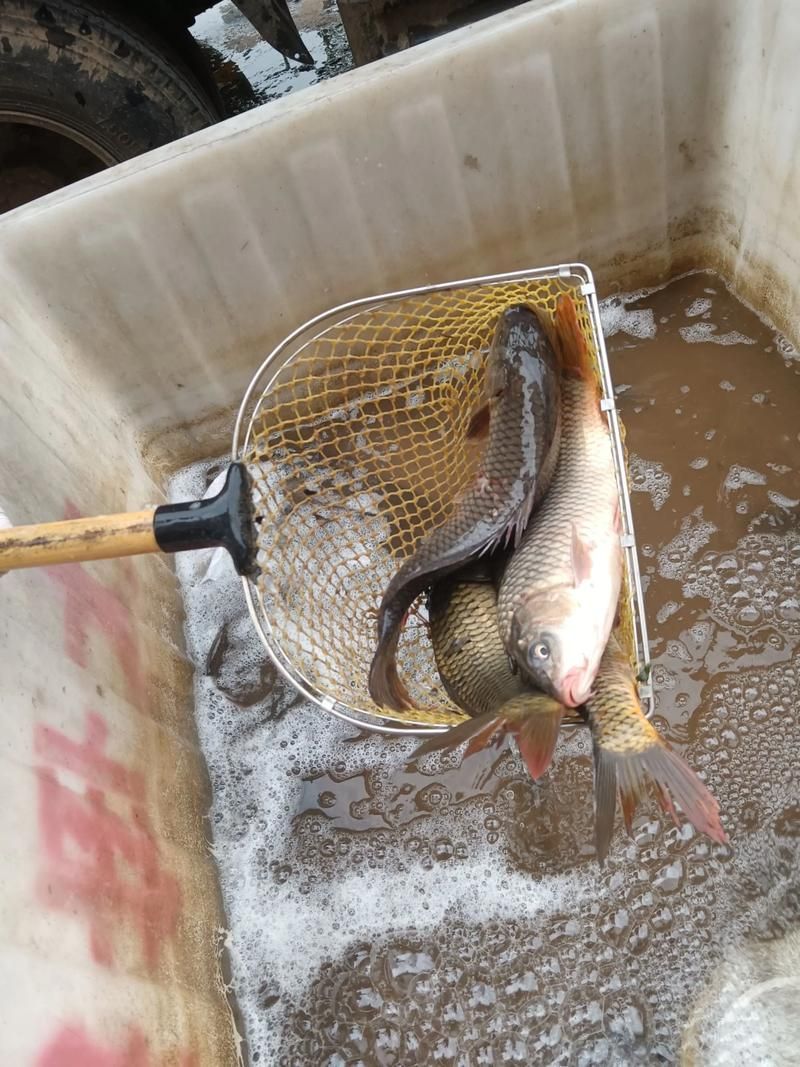 黃河鱈龍魚的市場價格，黃河鱈龍魚價格整理