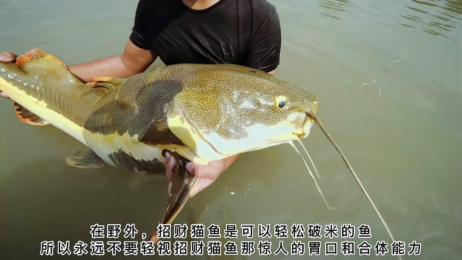 招財(cái)貓魚喜歡吃什么食物，招財(cái)貓魚吃什么，盤點(diǎn)招財(cái)貓魚能吃的哪些食物