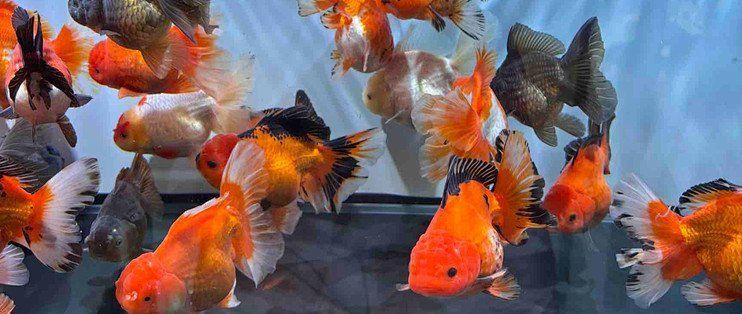 如何調(diào)整魚缸氧氣泵功率？，2026靜音氧氣泵實(shí)測排行榜|養(yǎng)魚不被噪音擾