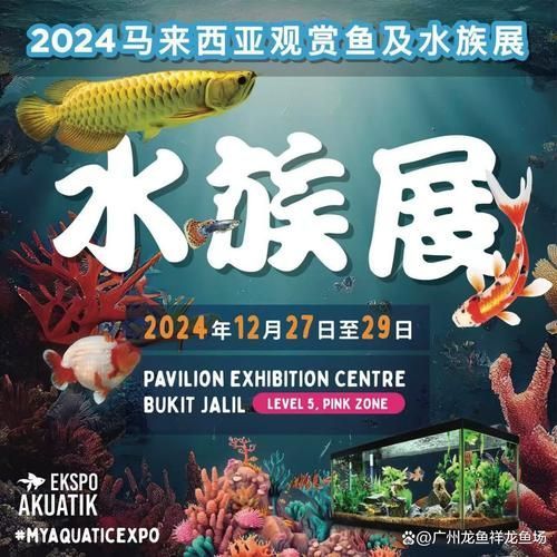 2024年龍魚比賽有哪些亮點？，2024年“長城杯”世界龍魚錦標賽和馬來西亞mafc龍魚爭霸賽