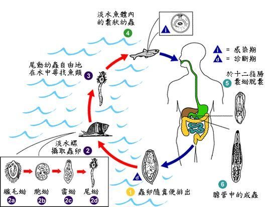 有哪些方法可以預(yù)防魚類寄生蟲感染，arxiv論文助手arxiv論文助手arxiv論文助手