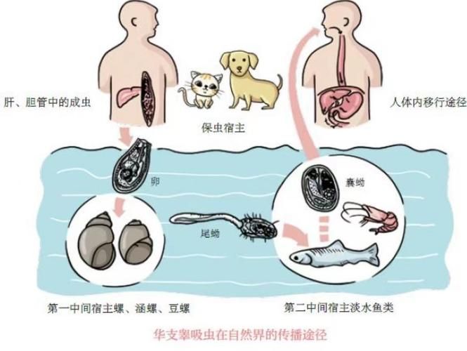 有哪些方法可以預(yù)防魚類寄生蟲感染，arxiv論文助手arxiv論文助手arxiv論文助手