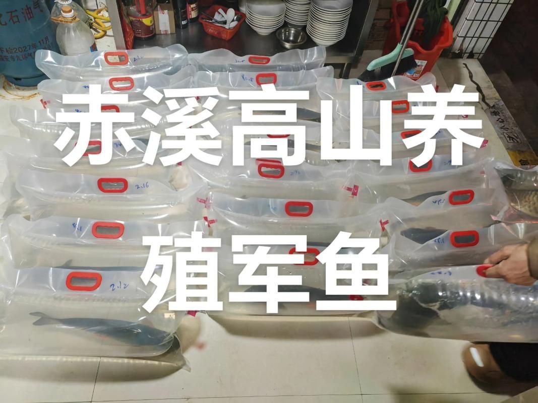 如何保存寶坻龍魚使其保持新鮮，——龍魚保存指南,寶坻龍魚保存