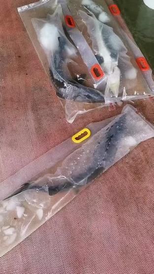 如何保存寶坻龍魚使其保持新鮮，——龍魚保存指南,寶坻龍魚保存