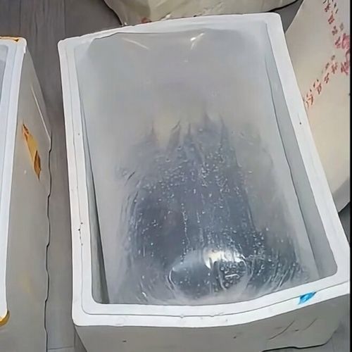 如何保存寶坻龍魚使其保持新鮮，——龍魚保存指南,寶坻龍魚保存