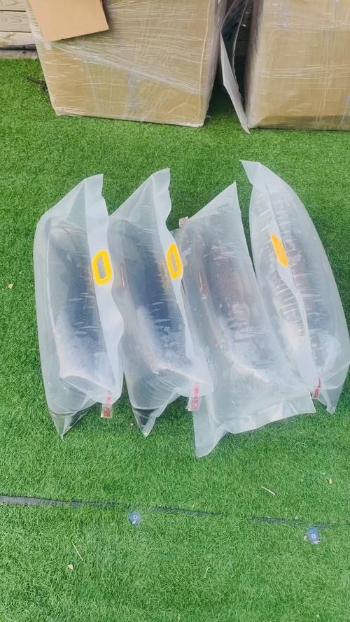 如何保存寶坻龍魚使其保持新鮮，——龍魚保存指南,寶坻龍魚保存