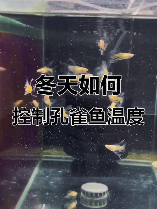 如何預(yù)防孔雀魚夜間死亡，預(yù)防孔雀魚夜間死亡的方法