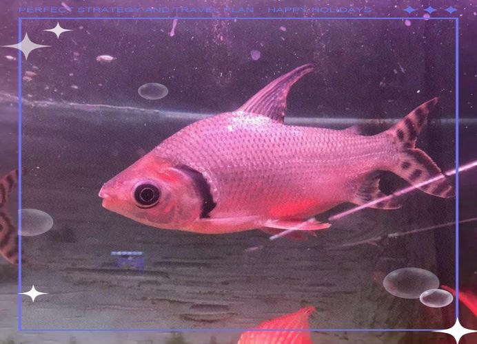 飛鳳魚的養(yǎng)殖方法是什么？，養(yǎng)殖飛鳳魚的基礎知識