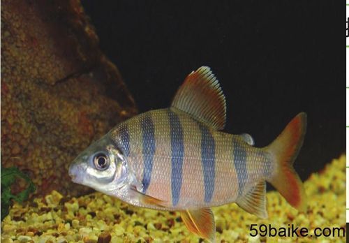 飛鳳魚的養(yǎng)殖方法是什么？，養(yǎng)殖飛鳳魚的基礎知識