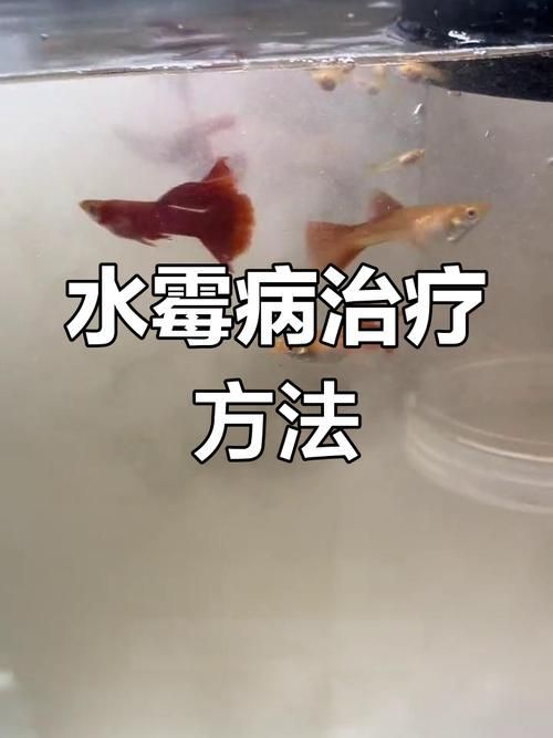 治療水霉病時，如何避免對魚體造成應激，arxiv論文助手arxiv論文助手arxiv論文助手