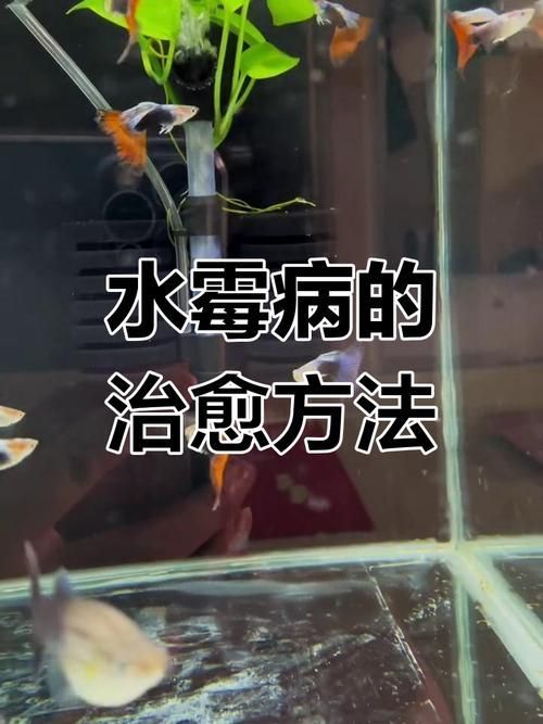 治療水霉病時，如何避免對魚體造成應激，arxiv論文助手arxiv論文助手arxiv論文助手